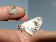 Tiger+moth%2C+Epimolis+incisa+or+incarnata%3F+from+Yasuni+National+Park