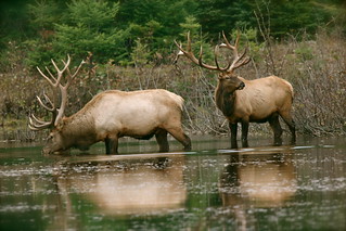 Quebec Elk & Red Stag Hunt 30