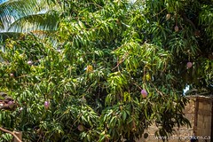 Mango trees are everywhere, often the roadside is littered with fruit.