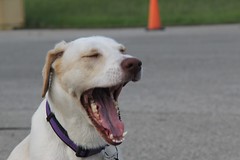 Dog yawn • <a style="font-size:0.8em;" href="http://www.flickr.com/photos/27717602@N03/9094133894/" target="_blank">View on Flickr</a>