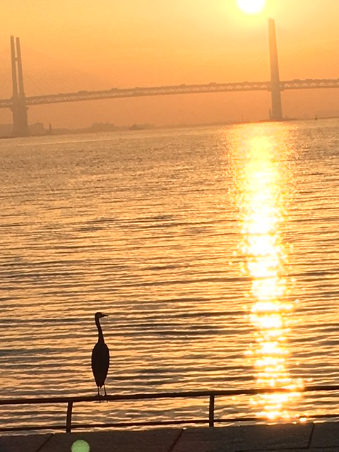 今朝の臨港パーク眼鏡橋前の欄干に渡り鳥が...