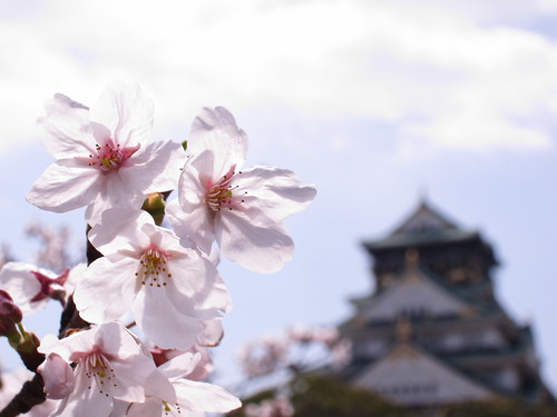 大阪樱花