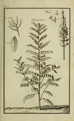 Anglų lietuvių žodynas. Žodis genus glycyrrhiza reiškia genties glycyrrhiza lietuviškai.