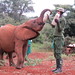 Young elephants enjoying their lunch time feed at the David Sheldrick Wildlife Trust, Nairobi, Kenya • <a style="font-size:0.8em;" href="http://www.flickr.com/photos/50948792@N02/14417771013/" target="_blank">View on Flickr</a>