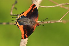 Mariposa - Charaxes jasius