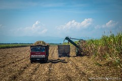 Sugar cane being harvested, and sent to the fabrica. Near Medio Luna, Cuba.