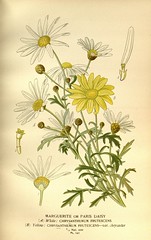 Anglų lietuvių žodynas. Žodis argyranthemum frutescens reiškia <li>argyranthemum frutescens</li> lietuviškai.