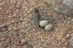 river tern egg • <a style="font-size:0.8em;" href="http://www.flickr.com/photos/109145777@N03/10940944574/" target="_blank">View on Flickr</a>