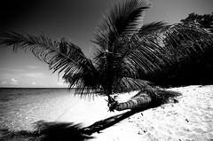 palm beach2
