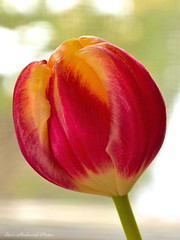 Tulip_0229