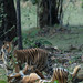 Tigress and Family