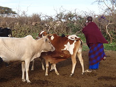 Serengeti - Massai home