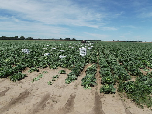 Story: Nebraska grower wants H-2A fix (page 1) Photo: Daniels Produce