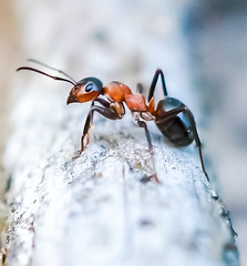 Anglų lietuvių žodynas. Žodis ants reiškia skruzdėlės lietuviškai.