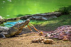 A bull crocodile, grabbing a snack from the pile.