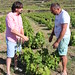 Marco and Giovanni discussing the pruning process for the zibebo grape • <a style="font-size:0.8em;" href="http://www.flickr.com/photos/62152544@N00/14434310213/" target="_blank">View on Flickr</a>