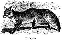 Anglų lietuvių žodynas. Žodis urocyon reiškia <li>urocyon</li> lietuviškai.