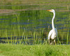 Great Egret • <a style="font-size:0.8em;" href="http://www.flickr.com/photos/109566135@N04/11088243644/" target="_blank">View on Flickr</a>