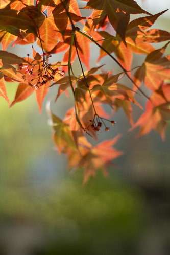 Springtime Japanese Maple