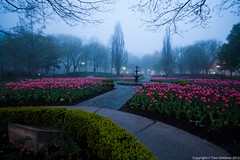 Foggy Morning & Tulips • <a style="font-size:0.8em;" href="http://www.flickr.com/photos/65051383@N05/9939576273/" target="_blank">View on Flickr</a>