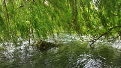 A Coot nesting under a Willow Tree by the lake at Hatfield House