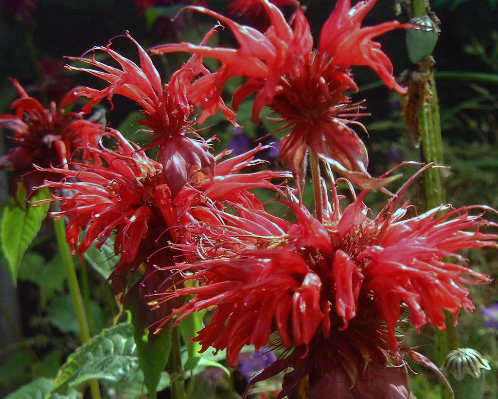 Monarda 'Cambridge Scarlet'