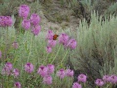 Anglų lietuvių žodynas. Žodis rocky mountain bee plant reiškia uolinių kalnų bičių augalų lietuviškai.