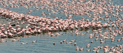 Flamingos  safari tanzania • <a style="font-size:0.8em;" href="http://www.flickr.com/photos/113706807@N08/11869882874/" target="_blank">View on Flickr</a>