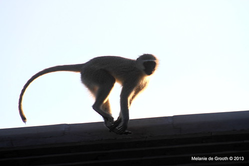 Vervet Monkey on the Run