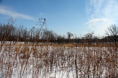 Lincoln Marsh, Early February 2014