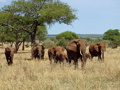 Elephants in Tarangire, Tanzania