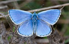 Male Polyommatus bellargus butterfly