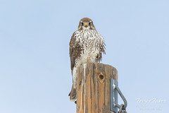 Posing Prairie Falcon