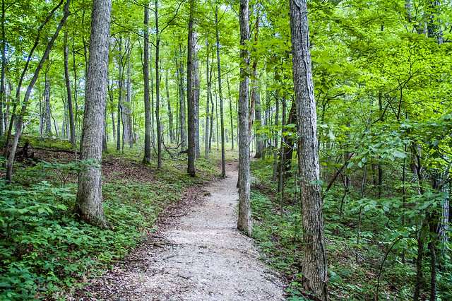 Donaldson's Woods Nature Preserve - Spring Mill State Park - June 8, 2014