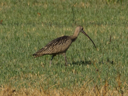 Long-billed Curlew • <a style="font-size:0.8em;" href="http://www.flickr.com/photos/59465790@N04/9596170694/" target="_blank">View on Flickr</a>