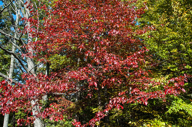 Endwright Center - Fall Colors Ecotour - T.C. Steele State Memorial - October 2013