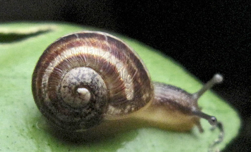 caracol 05 • <a style="font-size:0.8em;" href="http://www.flickr.com/photos/30735181@N00/11482198253/" target="_blank">View on Flickr</a>