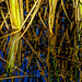 Vegetação submersa no rio. • <a style="font-size:0.8em;" href="http://www.flickr.com/photos/39546249@N07/9235926432/" target="_blank">View on Flickr</a>