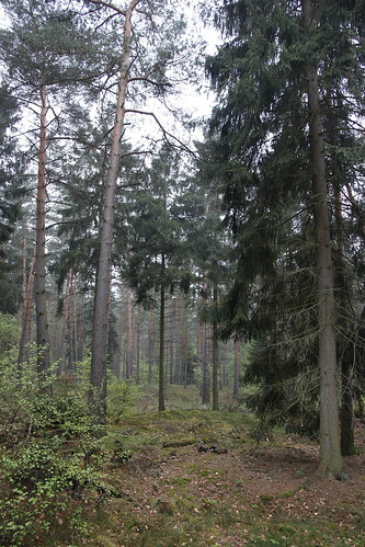 Alter Stolberg - Wald bei Stempeda VI • <a style="font-size:0.8em;" href="http://www.flickr.com/photos/109648421@N02/11448693924/" target="_blank">View on Flickr</a>