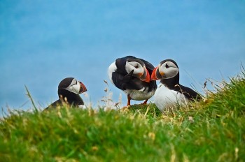 Puffin conversation - Ill tell you a secret!