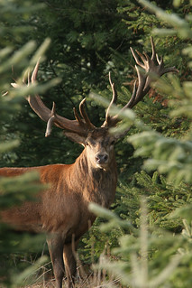 Quebec Elk & Red Stag Hunt 36