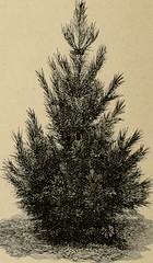 Anglų lietuvių žodynas. Žodis swiss stone pine reiškia šveicarijos akmens pušis lietuviškai.
