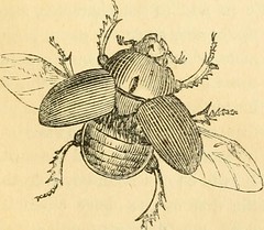 Anglų lietuvių žodynas. Žodis blister-fly reiškia n zool. ispaninis vabalas lietuviškai.