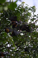 Bats in a tree