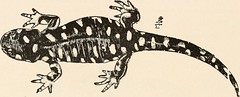 Anglų lietuvių žodynas. Žodis slender salamander reiškia lieknas salamandra lietuviškai.