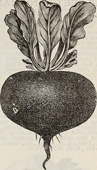 Anglų lietuvių žodynas. Žodis cultivated cabbage reiškia auginami kopūstai lietuviškai.