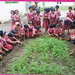 Learning about agriculture on school fields