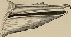 Anglų lietuvių žodynas. Žodis booby gannet reiškia minos gannet lietuviškai.