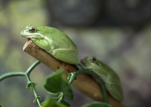 Frogs on a branch