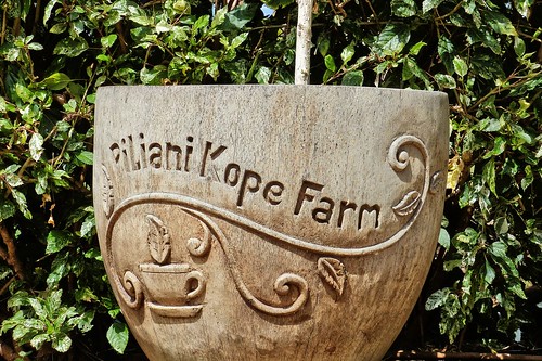 Piliani Kope Coffee Farm